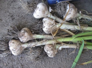 29 A great haul of garlic!